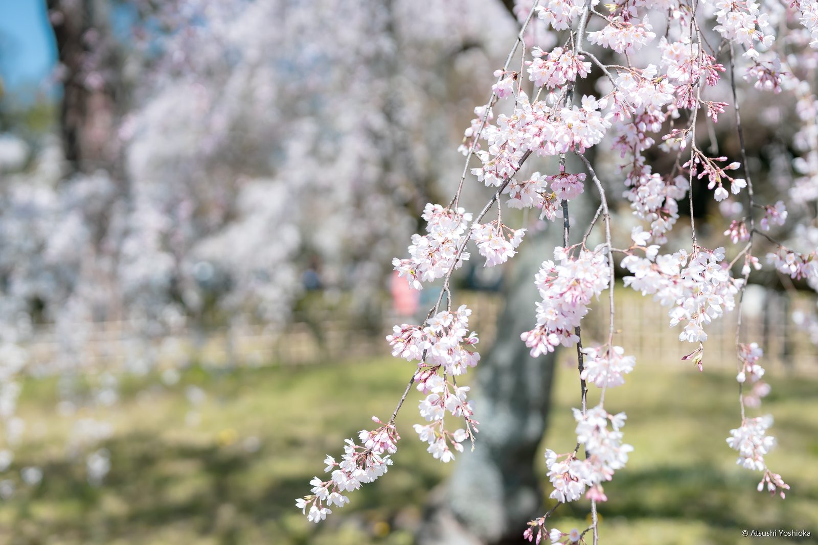 しだれ桜の一枝と、大きくぼけた奥の桜