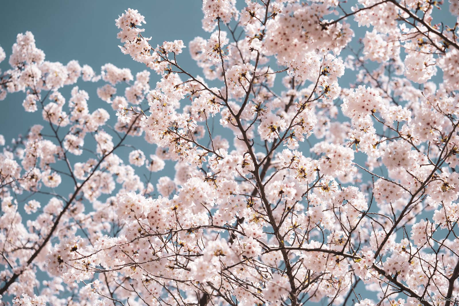 青空を背景に咲きそろう桜の枝