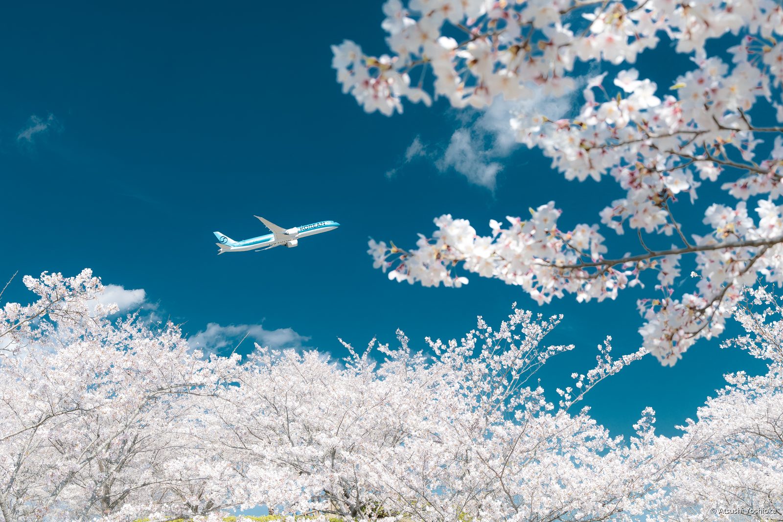 満開の桜の上を飛ぶ大韓航空のボーイング787